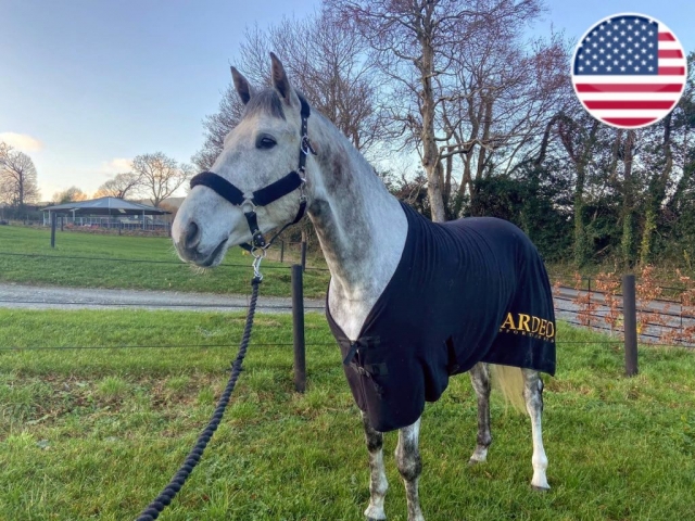 horse for sale horse sold united states eventing nation irish sport horse