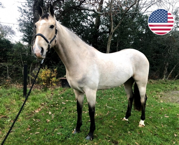 horse for sale horse sold united states eventing nation irish sport horse