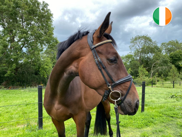 Ardeo horse sold to Ireland