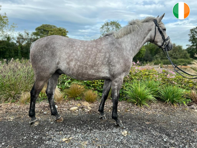 Ardeo horse sold to Ireland
