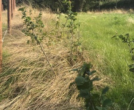 Trees on the Land