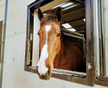 Exciting Young Horses