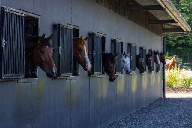 Irish Sport Horses for sale