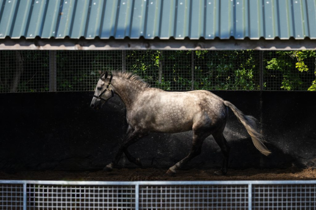 Grey horse cantering in arena. Copyright Dulra Photography