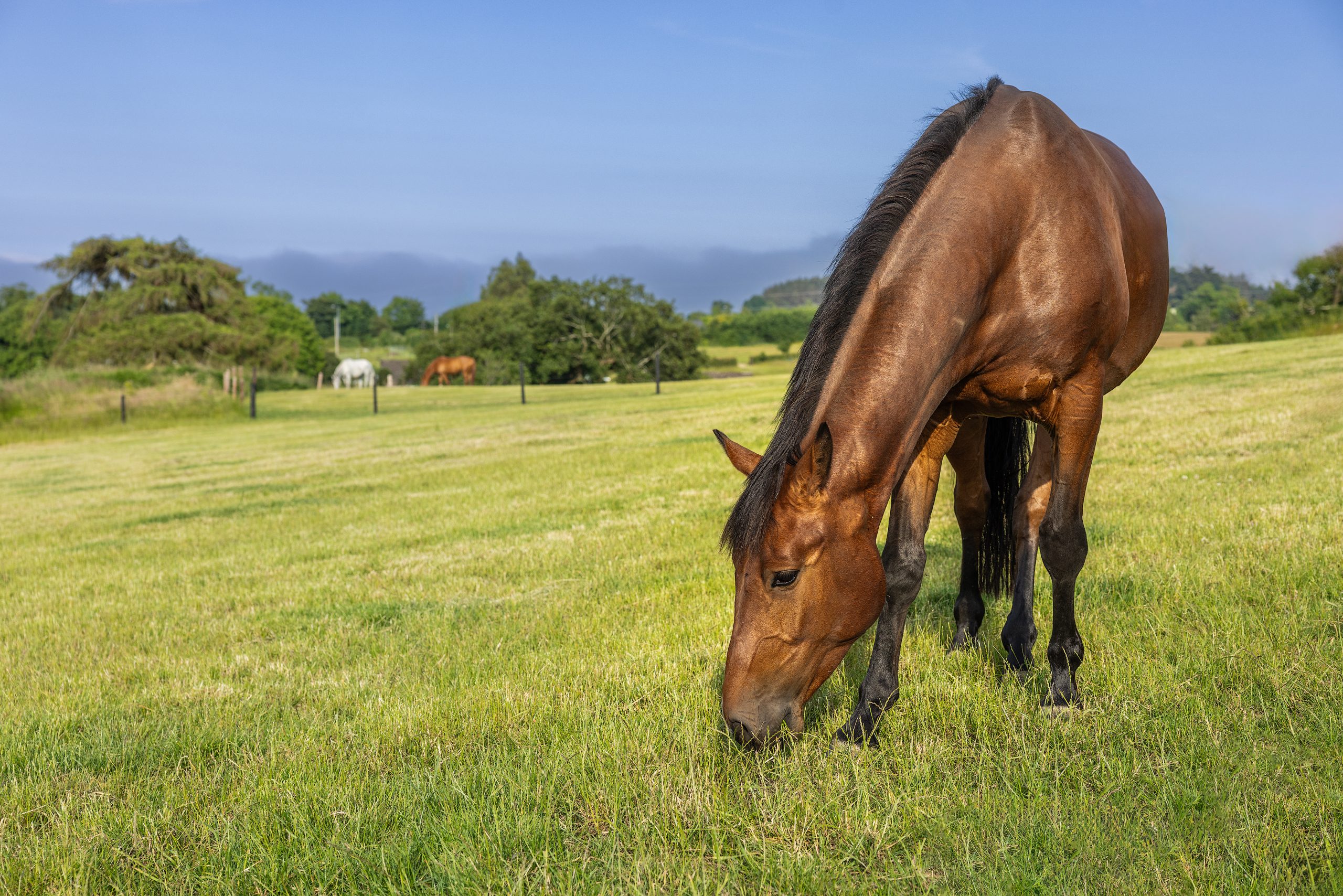 Sport Horses grazing in paddock. Copyright Dulra Photography