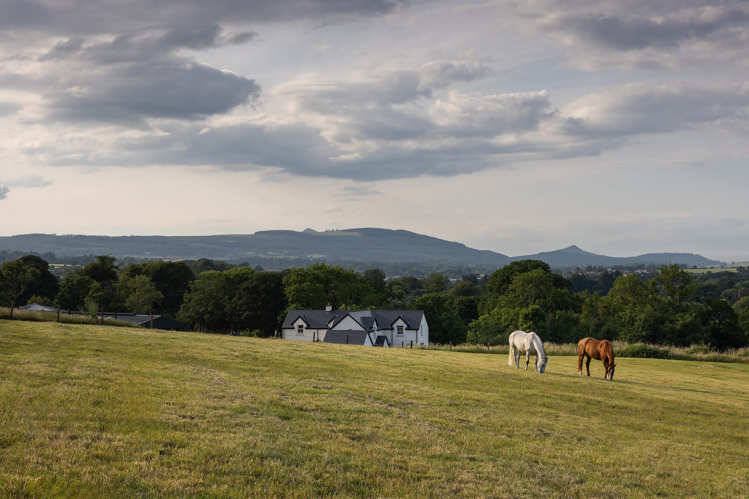 Irish Horses grazing at Ardeo Sport Horses. Copyright Dulra Photography