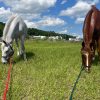 Ocala Horse Trials Florida