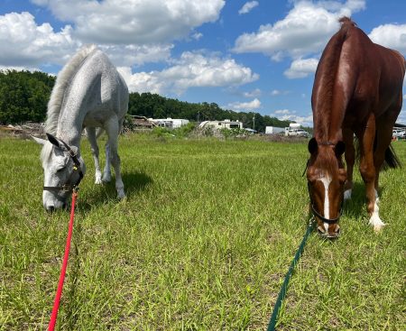 Ocala Horse Trials Florida