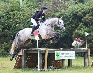 Irish Sport Horse for sale