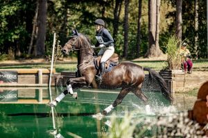 Irish Sport Horses for sale