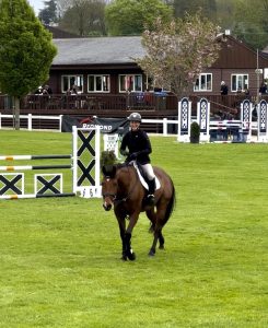 Irish Sport Horse for sale