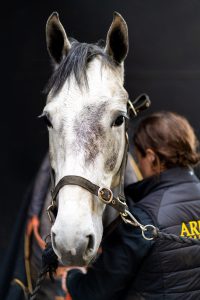Roma is back for ArdeoAir Saddle Fitting