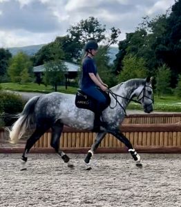 ArdeoAir Saddle Fitting