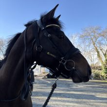 New Ardeo Headcollars from Equi-Custom!