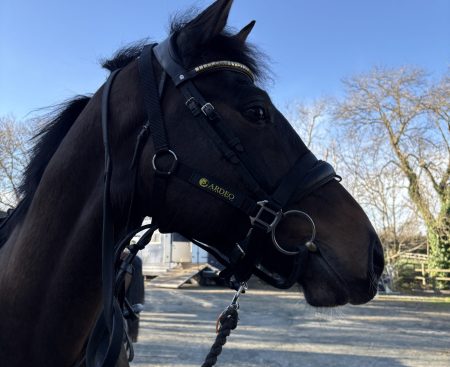 New Ardeo Headcollars from Equi-Custom!