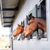 Buying Your Next Sport Horse: What to Consider