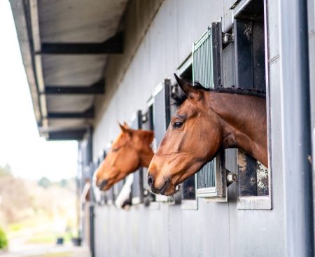 Buying Your Next Sport Horse: What to Consider