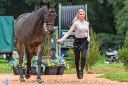 Ardeo Brigadier sold to Georgie Strang in the UK 