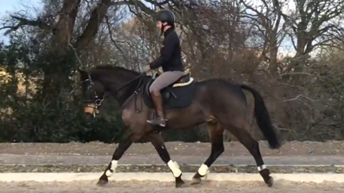 148cm Event Pony sold to Italy 